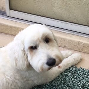 Meet your Posher, Phyllis